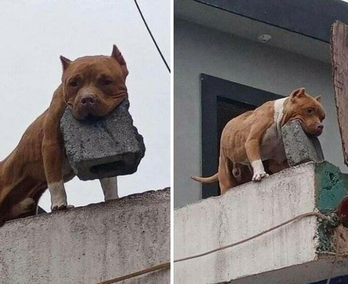 42 fotos que mostram por que o Brasil é um país como nenhum outro 2