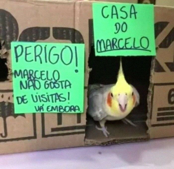 42 fotos que mostram por que o Brasil é um país como nenhum outro 20