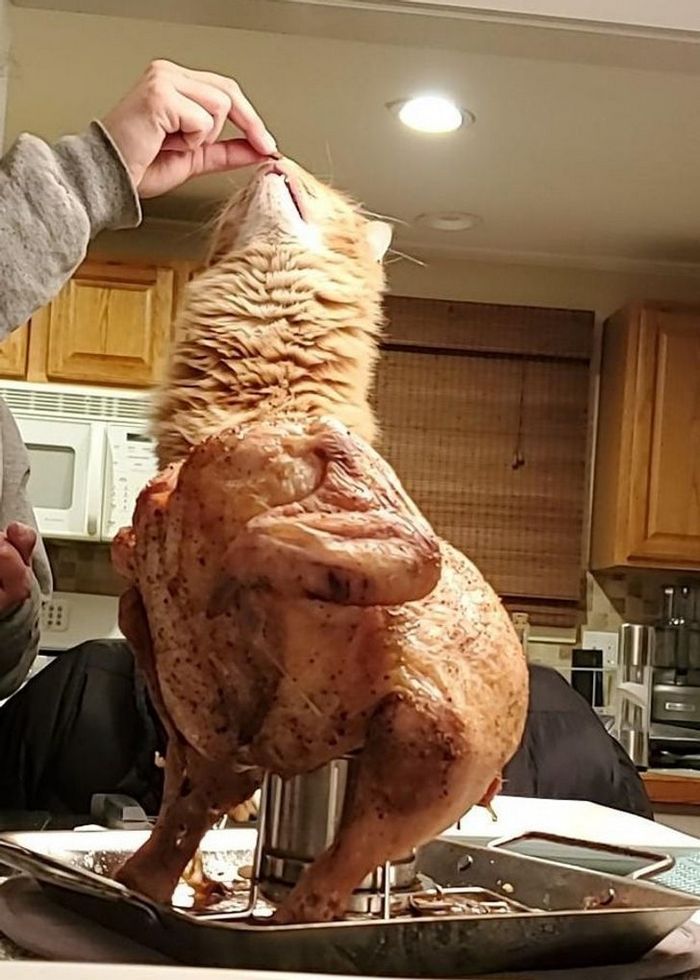 22 pets divertidos para começar o dia com um belo sorriso no rosto 2