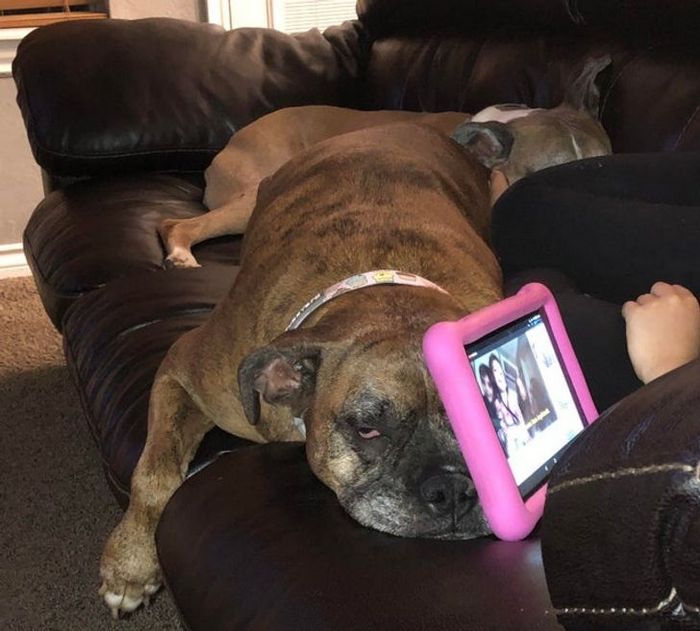 22 pets divertidos para começar o dia com um belo sorriso no rosto 3