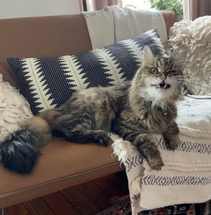 22 pets divertidos para começar o dia com um belo sorriso no rosto 4