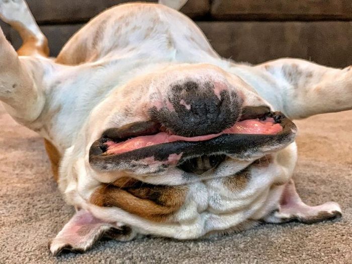 22 pets divertidos para começar o dia com um belo sorriso no rosto 7