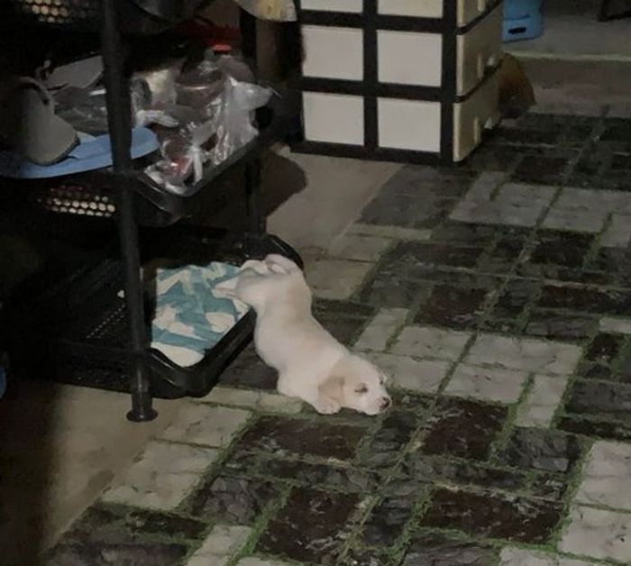 22 pets divertidos para começar o dia com um belo sorriso no rosto 8