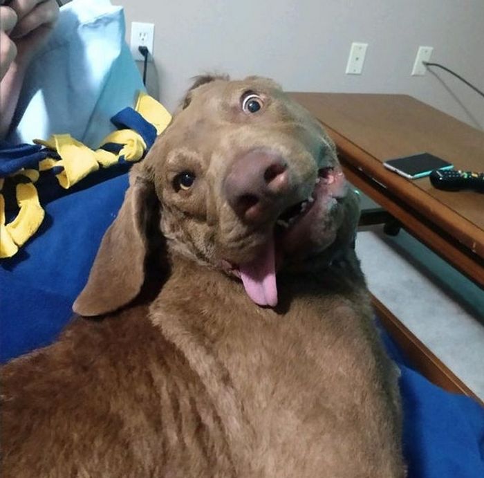 22 pets divertidos para começar o dia com um belo sorriso no rosto 9