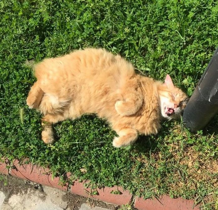 22 pets divertidos para começar o dia com um belo sorriso no rosto 12