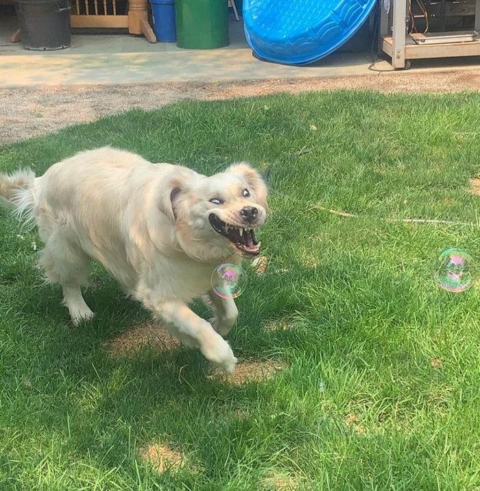 22 pets divertidos para começar o dia com um belo sorriso no rosto 13