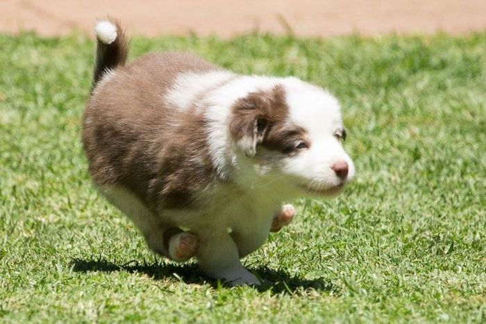 22 pets divertidos para começar o dia com um belo sorriso no rosto 19