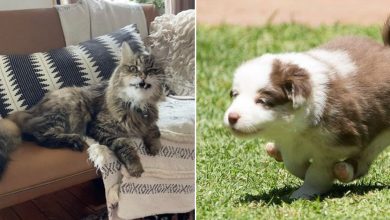 22 pets divertidos para começar o dia com um belo sorriso no rosto 48