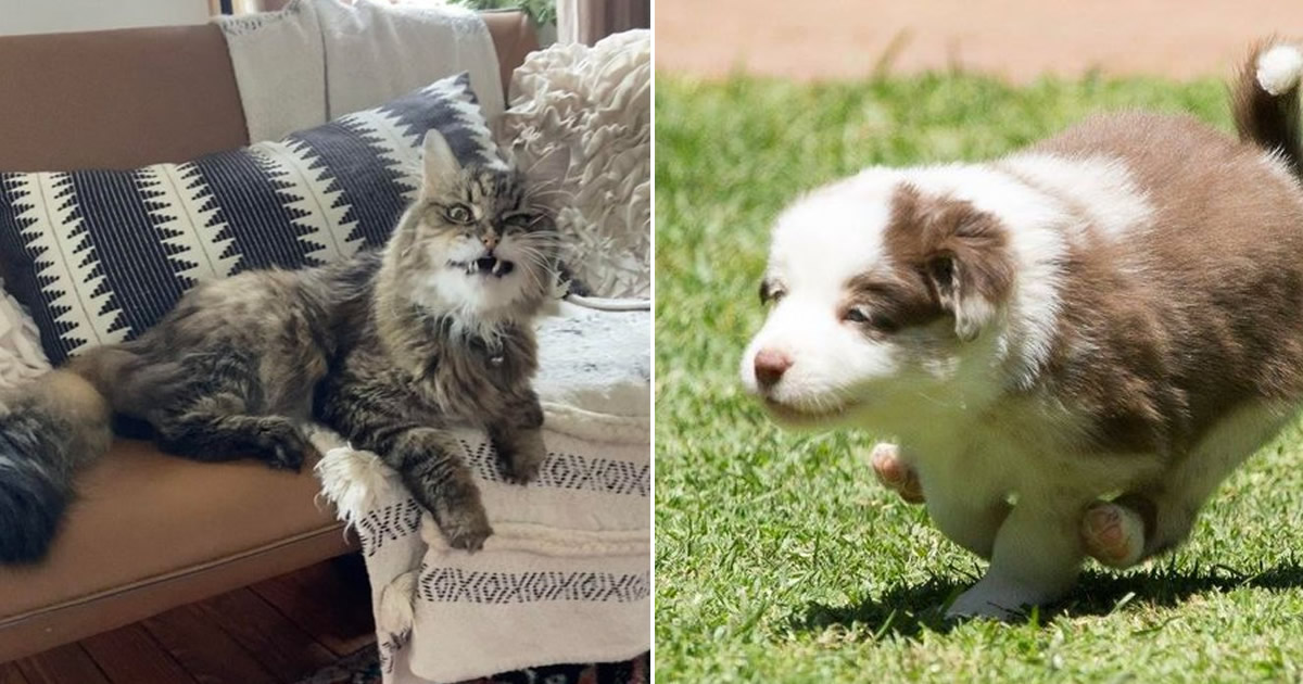 22 pets divertidos para começar o dia com um belo sorriso no rosto