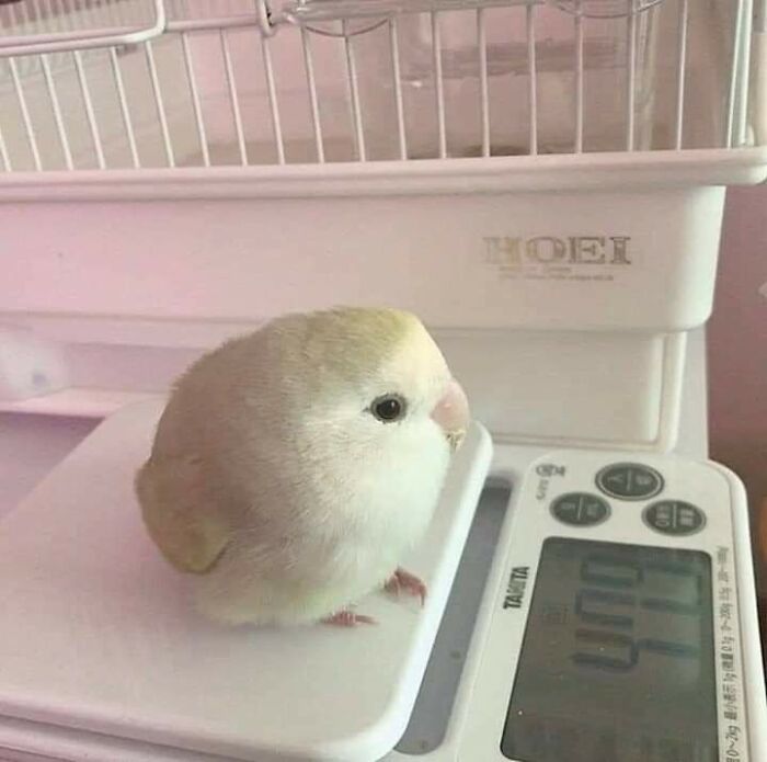 41 vezes as pessoas avistaram os animais mais bonitos e tiveram que tirar uma foto deles 5