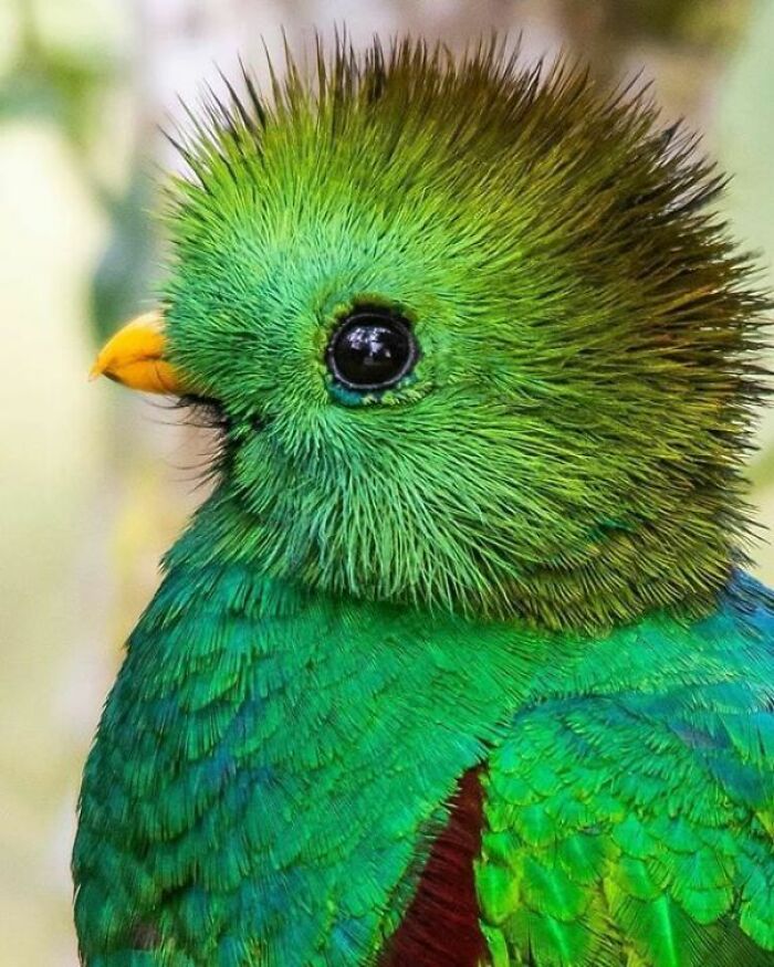 41 vezes as pessoas avistaram os animais mais bonitos e tiveram que tirar uma foto deles 14