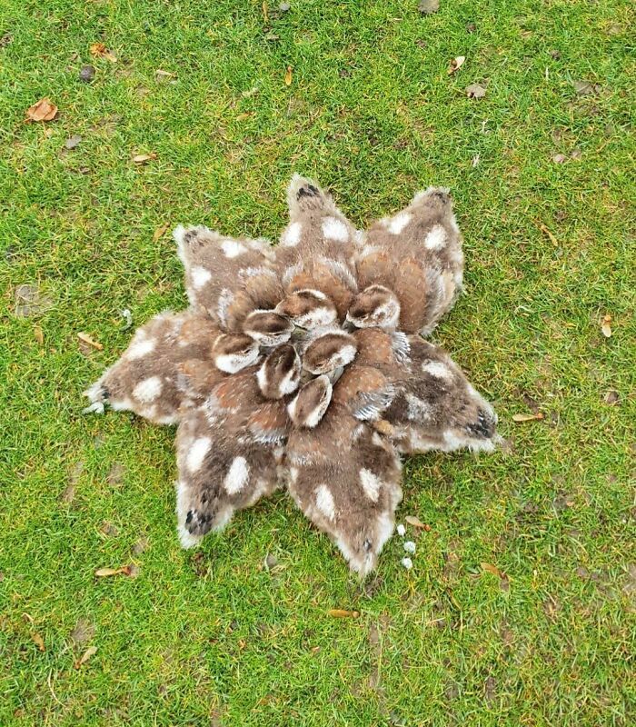 41 vezes as pessoas avistaram os animais mais bonitos e tiveram que tirar uma foto deles 26