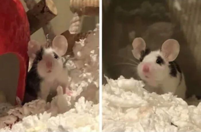 41 vezes as pessoas avistaram os animais mais bonitos e tiveram que tirar uma foto deles 30