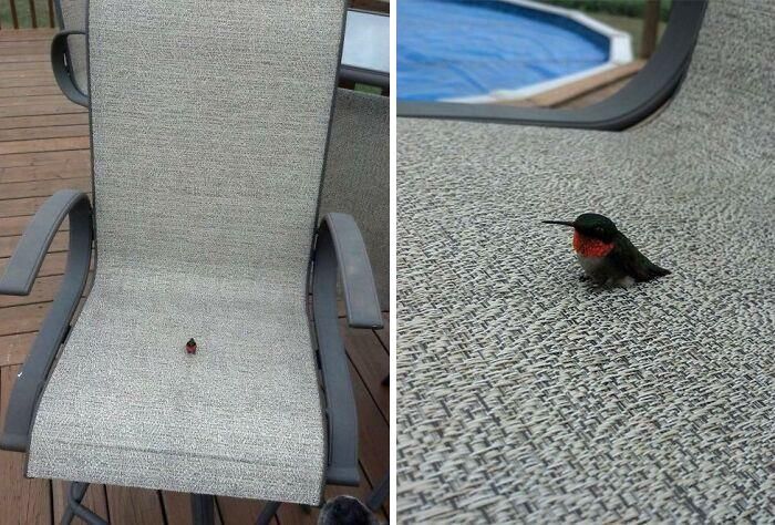 41 vezes as pessoas avistaram os animais mais bonitos e tiveram que tirar uma foto deles 38