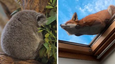 41 vezes as pessoas avistaram os animais mais bonitos e tiveram que tirar uma foto deles 28