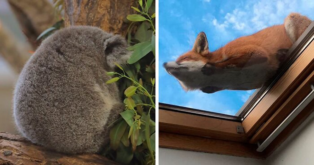 41 vezes as pessoas avistaram os animais mais bonitos e tiveram que tirar uma foto deles