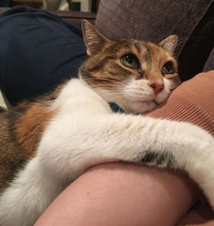 18 animais de estimação que demonstra todo seu amor por seus humanos 2