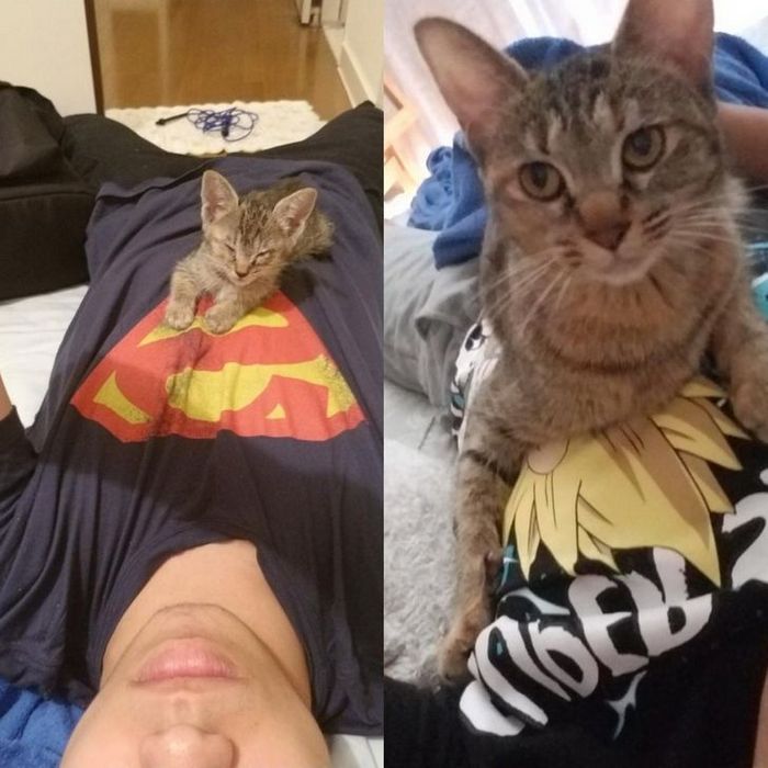 18 animais de estimação que demonstra todo seu amor por seus humanos 7