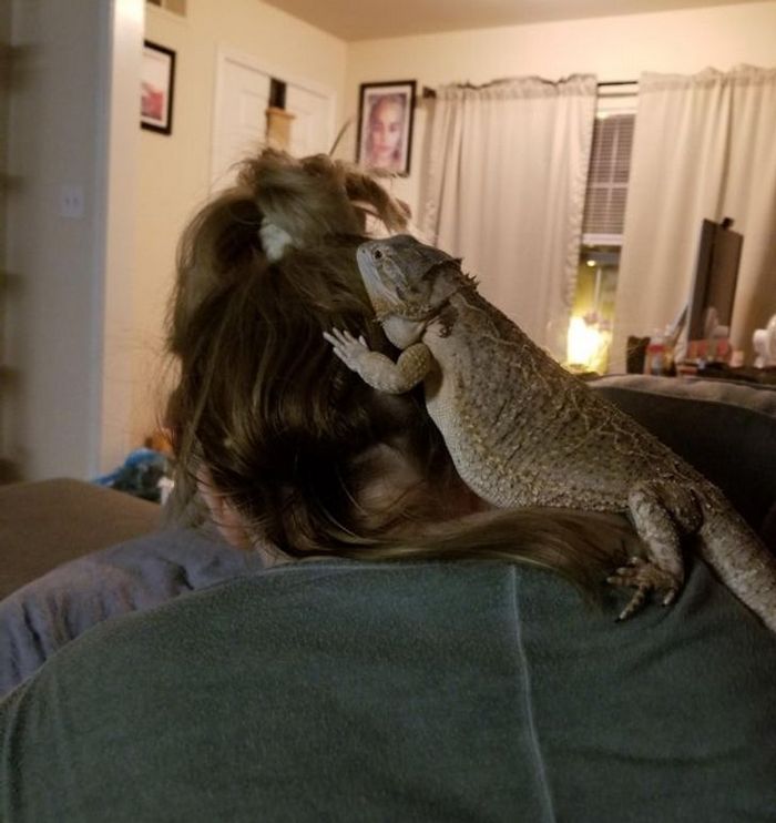 18 animais de estimação que demonstra todo seu amor por seus humanos 10