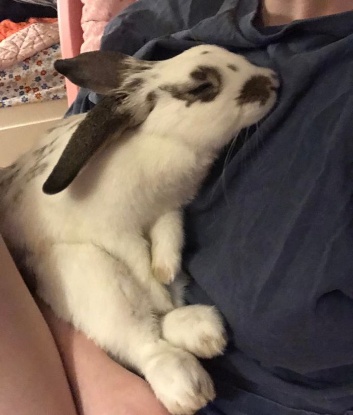 18 animais de estimação que demonstra todo seu amor por seus humanos 13