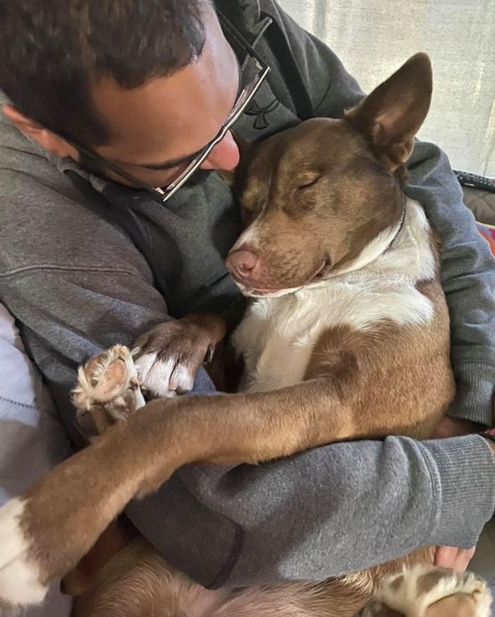 18 animais de estimação que demonstra todo seu amor por seus humanos 15