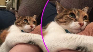 18 animais de estimação que demonstra todo seu amor por seus humanos 47