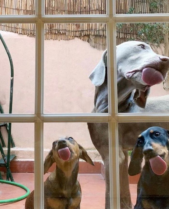 21 animais de estimação que nos deixaram com muitas perguntas sobre seu comportamento 1