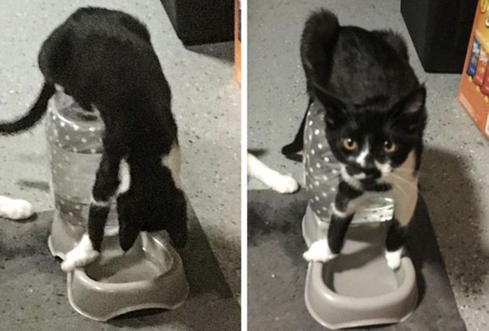 21 animais de estimação que nos deixaram com muitas perguntas sobre seu comportamento 3