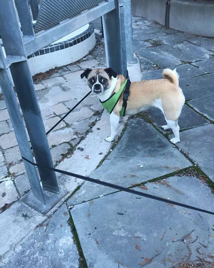 21 animais de estimação que nos deixaram com muitas perguntas sobre seu comportamento 4