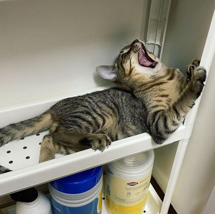 21 animais de estimação que nos deixaram com muitas perguntas sobre seu comportamento 8