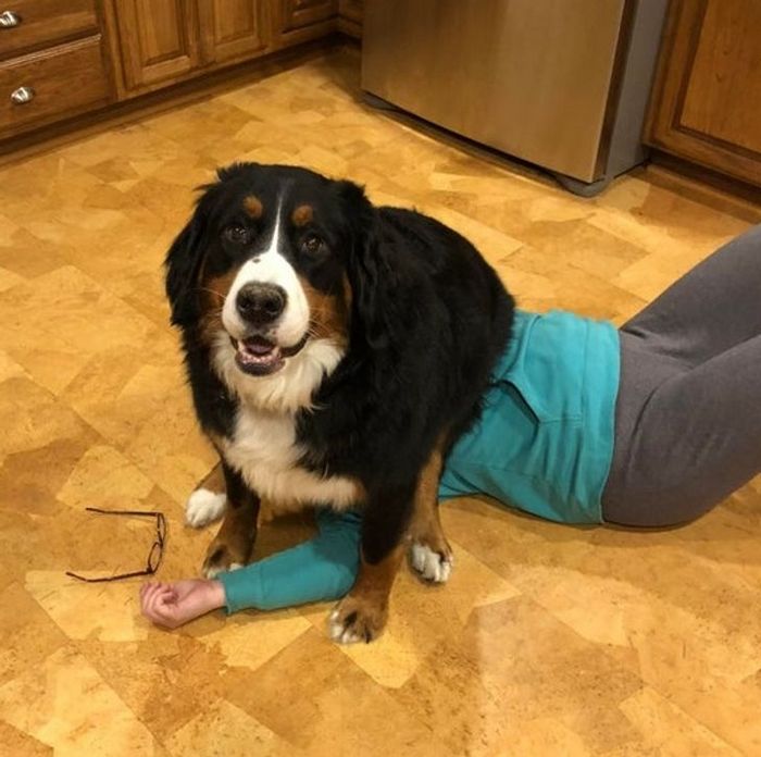 21 animais de estimação que nos deixaram com muitas perguntas sobre seu comportamento 9