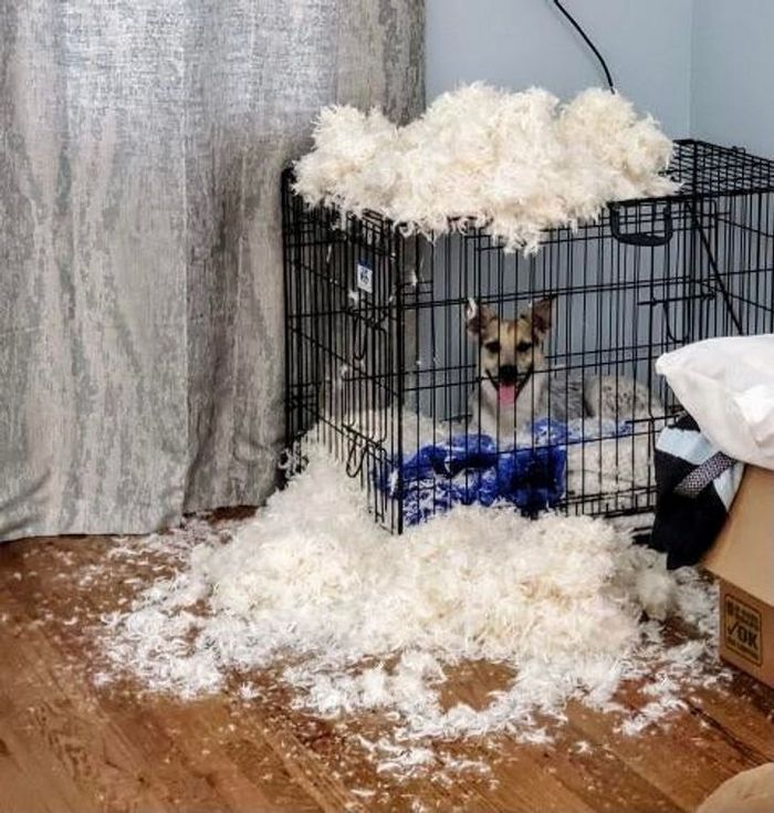 21 animais de estimação que nos deixaram com muitas perguntas sobre seu comportamento 10