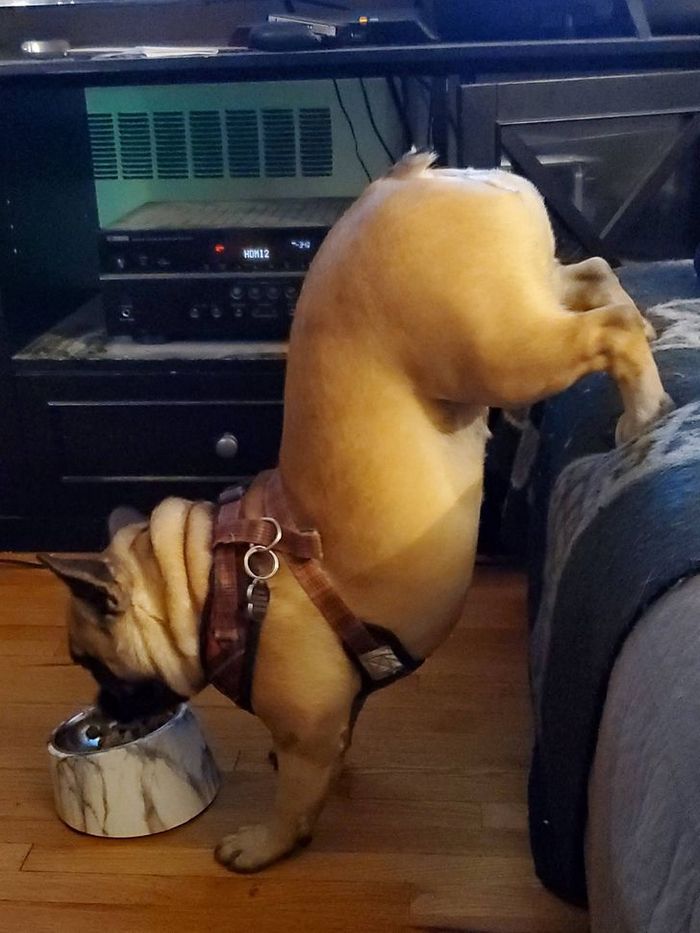 21 animais de estimação que nos deixaram com muitas perguntas sobre seu comportamento 12