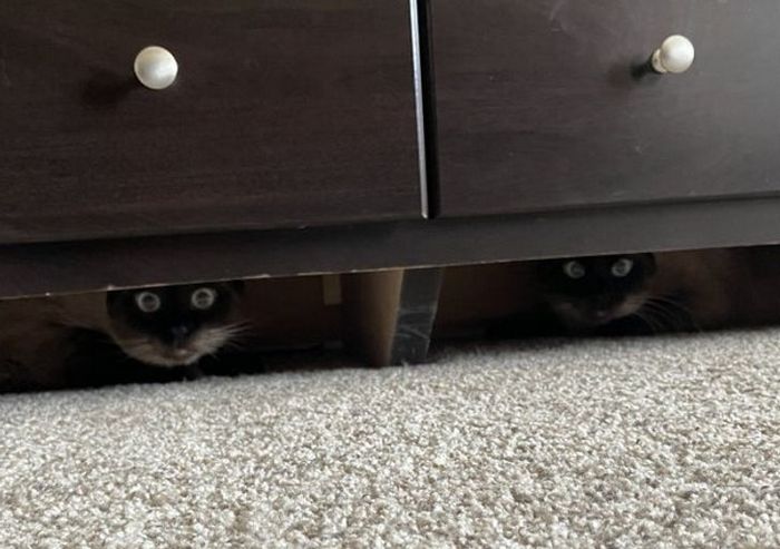 21 animais de estimação que nos deixaram com muitas perguntas sobre seu comportamento 15