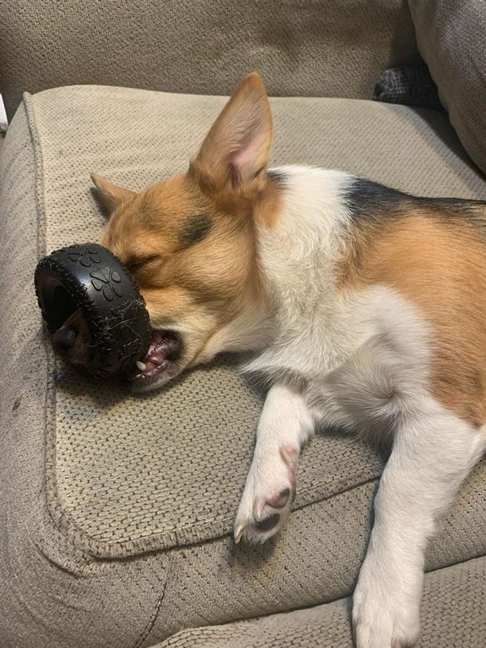 21 animais de estimação que nos deixaram com muitas perguntas sobre seu comportamento 17