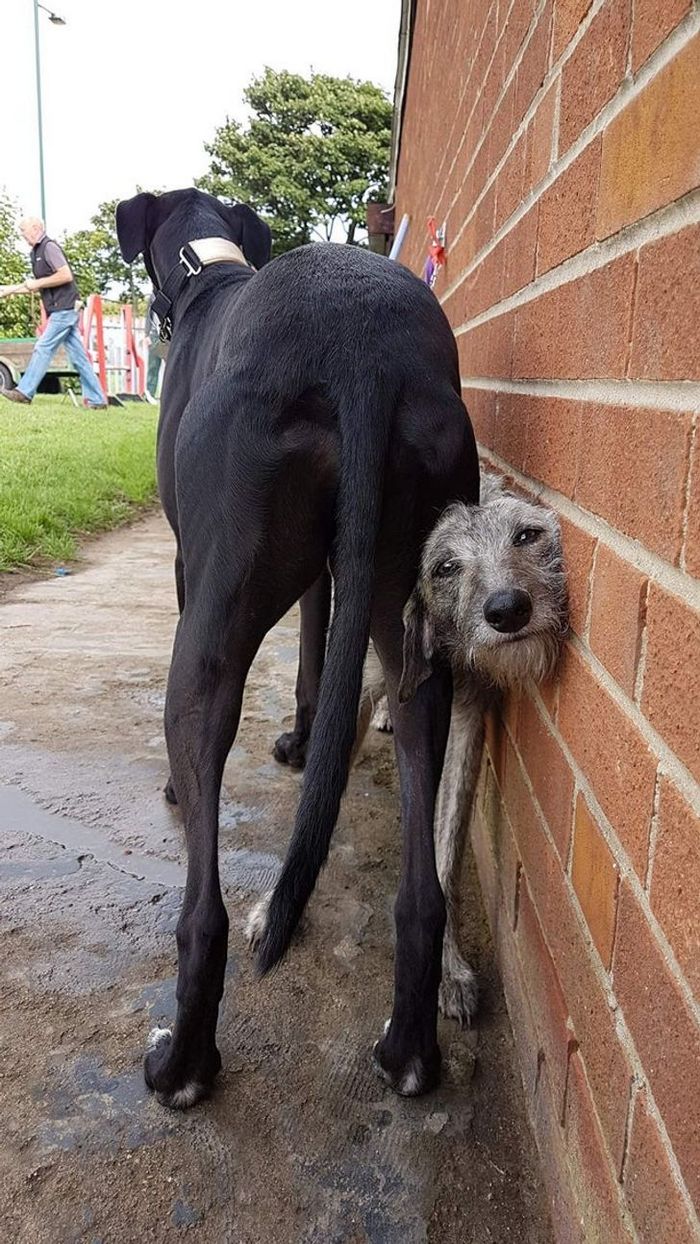 21 animais de estimação que nos deixaram com muitas perguntas sobre seu comportamento 18