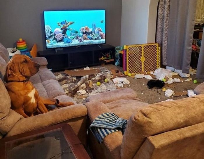 21 animais de estimação que nos deixaram com muitas perguntas sobre seu comportamento 19