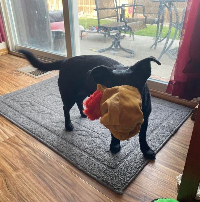 21 animais de estimação que nos deixaram com muitas perguntas sobre seu comportamento 20