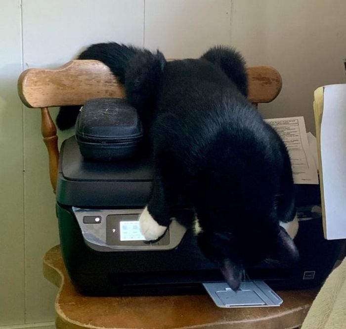 21 animais de estimação que nos deixaram com muitas perguntas sobre seu comportamento 21