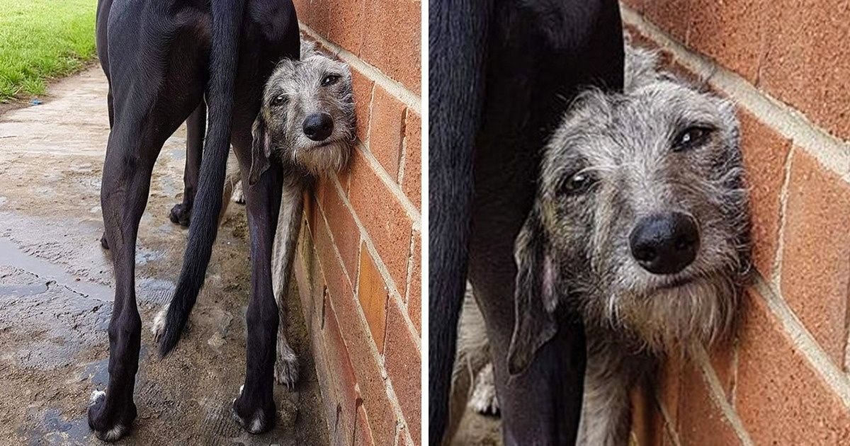 21 animais de estimação que nos deixaram com muitas perguntas sobre seu comportamento