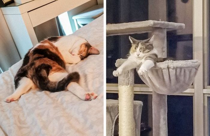 15 animais de estimação que provam que são estranhos, mas adoráveis alienígenas 7 15 animais de estimação que provam que são estranhos, mas adoráveis alienígenas 7