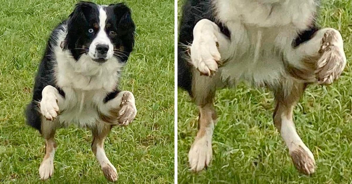 15 animais de estimação que provam que são estranhos, mas adoráveis ​​alienígenas