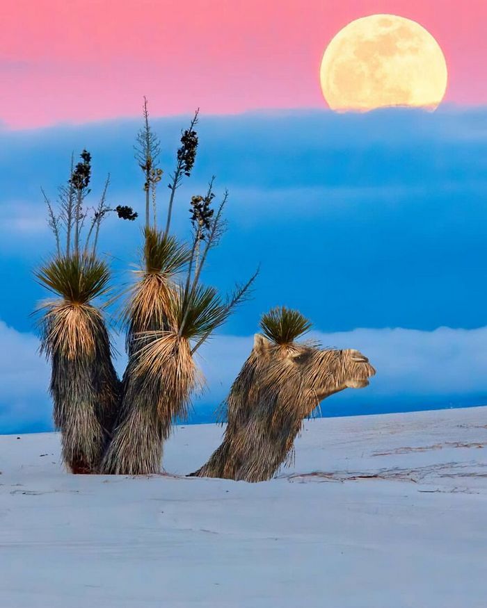 Artista digital desfaz a linha entre realidade e ficção em suas 45 manipulações surreais de fotos 15