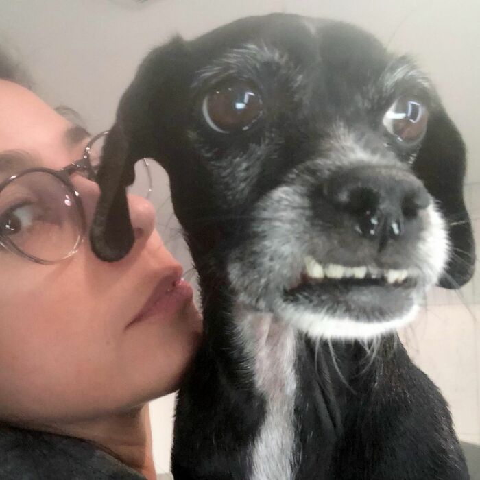 36 celebridades que são amantes de cachorros 24