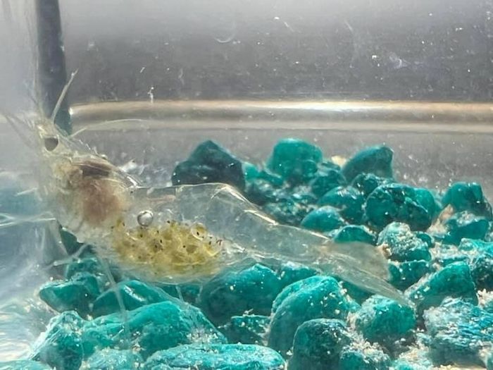 15 coisas que vão explodir sua mente com sua peculiaridade 3