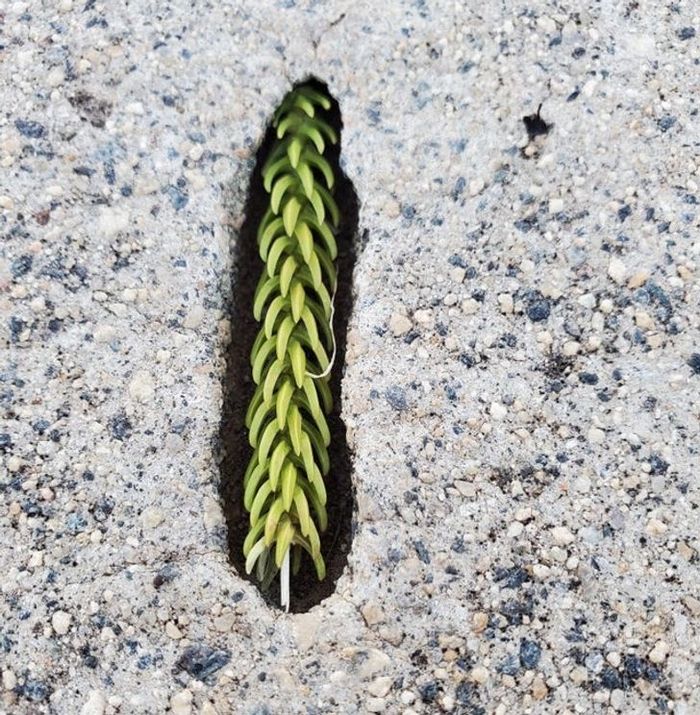 15 coisas que vão explodir sua mente com sua peculiaridade 13