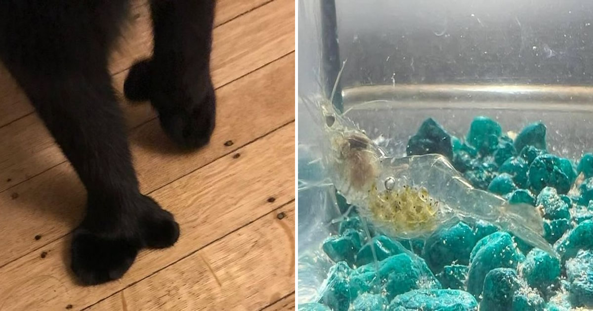15 coisas que vão explodir sua mente com sua peculiaridade