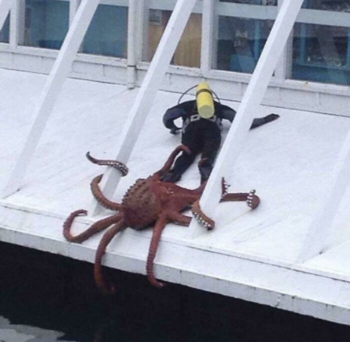 40 fotos engraçadas sem contexto que ficam mais estranhas quanto mais você olha para elas 7