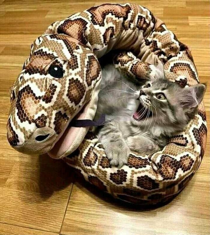 40 fotos engraçadas sem contexto que ficam mais estranhas quanto mais você olha para elas 21