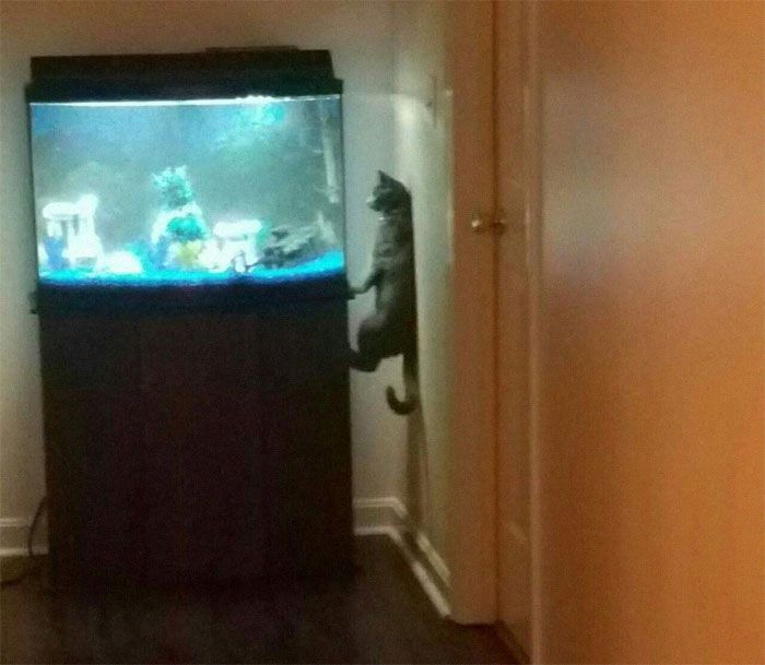 40 fotos engraçadas sem contexto que ficam mais estranhas quanto mais você olha para elas 35